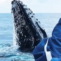 Explore the Wonders of Whale Watching Tours