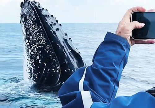 Explore the Wonders of Whale Watching Tours